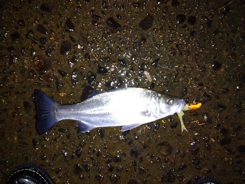 セイゴ（ヒラスズキ）の釣果