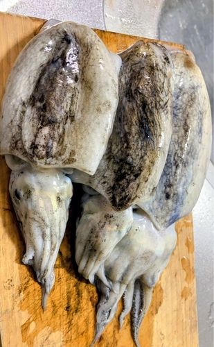 コウイカの釣果