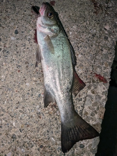 セイゴ（ヒラスズキ）の釣果