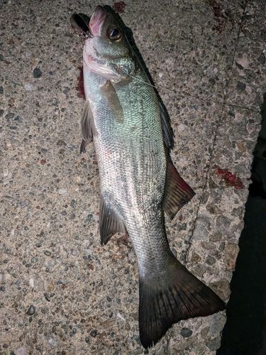 セイゴ（ヒラスズキ）の釣果