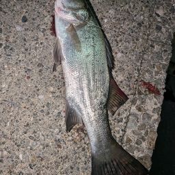 セイゴ（ヒラスズキ）