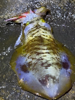 アオリイカの釣果