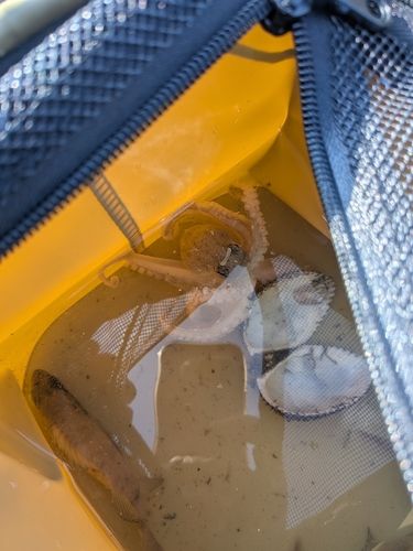 イイダコの釣果