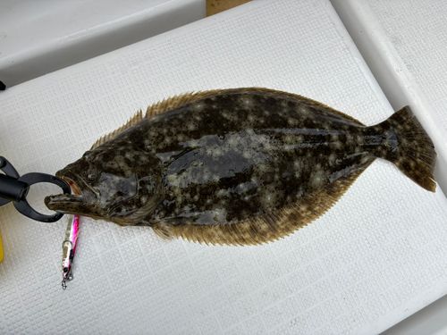 ヒラメの釣果