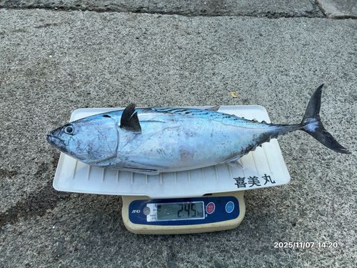 スマガツオの釣果