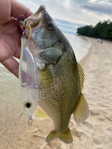 ブラックバスの釣果