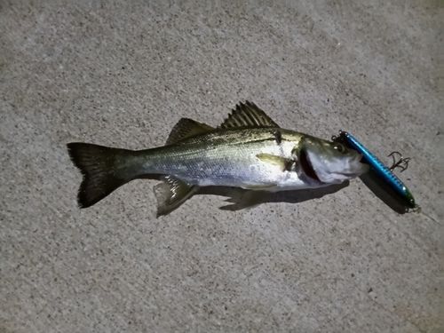 セイゴ（マルスズキ）の釣果