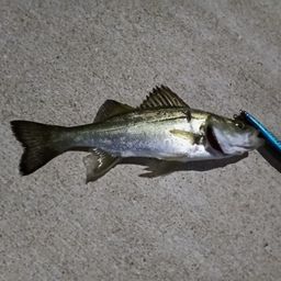 セイゴ（マルスズキ）