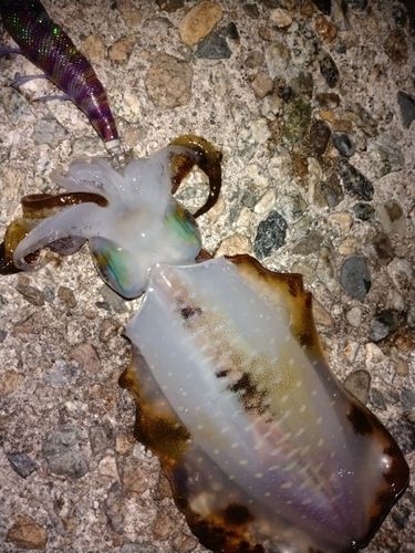 アオリイカの釣果