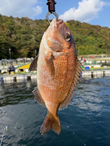 タイの釣果