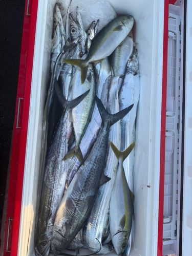 タチウオの釣果