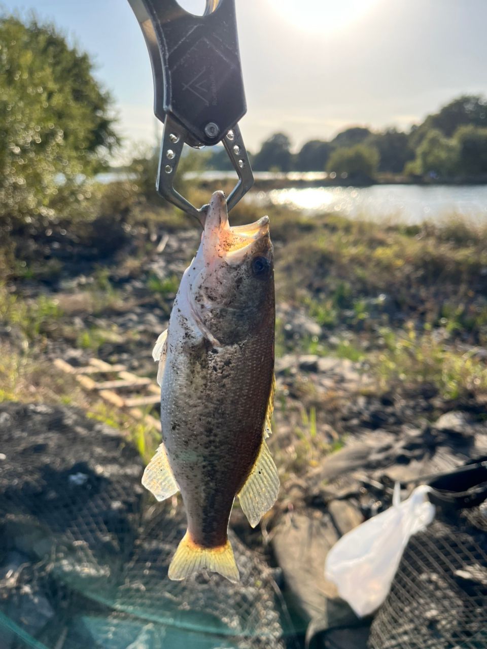 ラージマウスバス