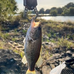 ラージマウスバス