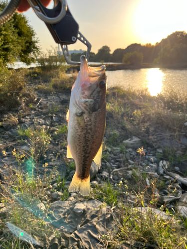 ラージマウスバスの釣果