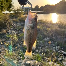 ラージマウスバス