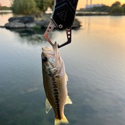 ラージマウスバス