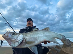ヒラスズキの釣果