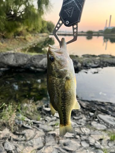 ラージマウスバスの釣果