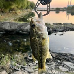 ラージマウスバス