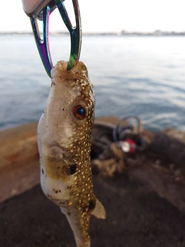 フグの釣果