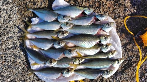 アジの釣果