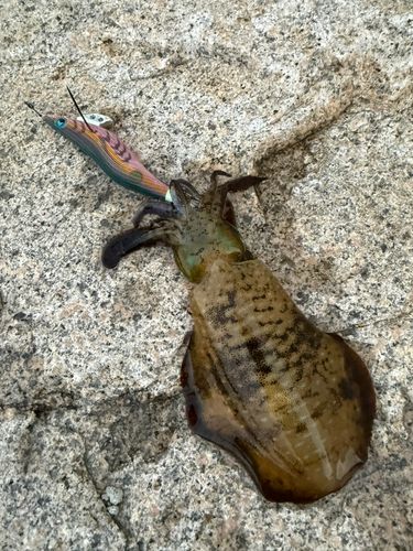 アオリイカの釣果