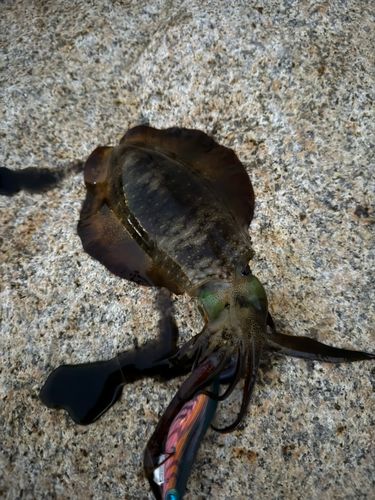 泉佐野食品コンビナート