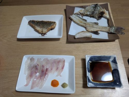 フッコ（タイリクスズキ）の釣果