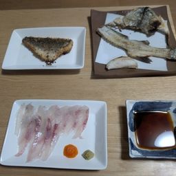 フッコ（タイリクスズキ）