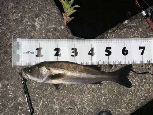 浜田港（島根）