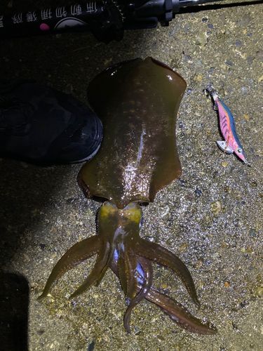 アオリイカの釣果