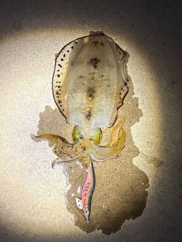 アオリイカの釣果