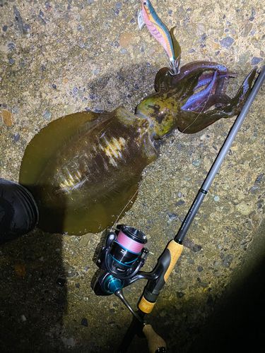 アオリイカの釣果