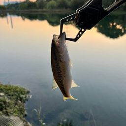 ラージマウスバス