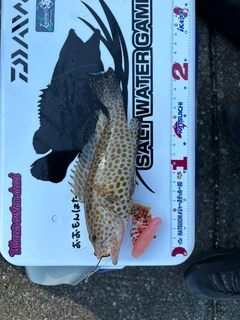 オオモンハタの釣果