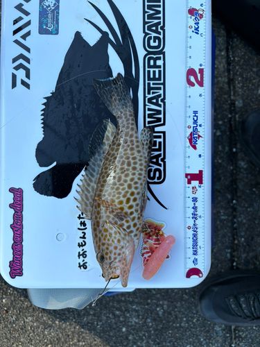 内浦湾（沼津）