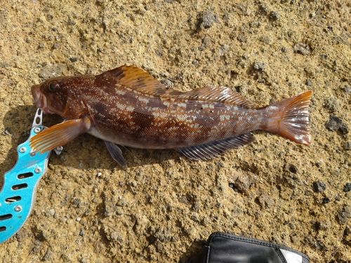 アイナメの釣果