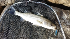 セイゴ（マルスズキ）の釣果