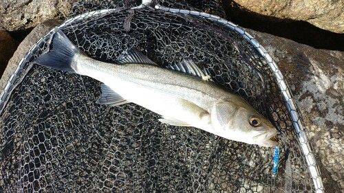 セイゴ（マルスズキ）の釣果