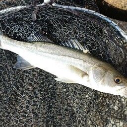 セイゴ（マルスズキ）