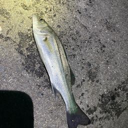 セイゴ（マルスズキ）