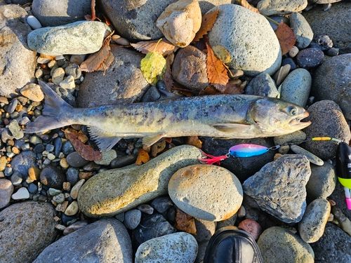 アキアジの釣果