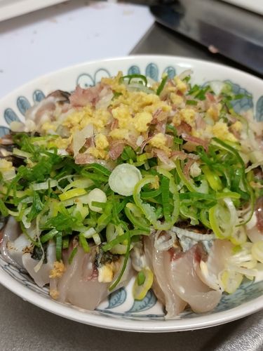 サゴシの釣果