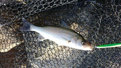 セイゴ（マルスズキ）の釣果