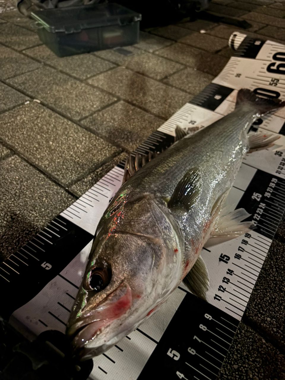 SHIMANO 23ディアルーナ S86MLの最安値・インプレ・釣果 | 本音の