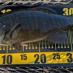 スモールマウスバス