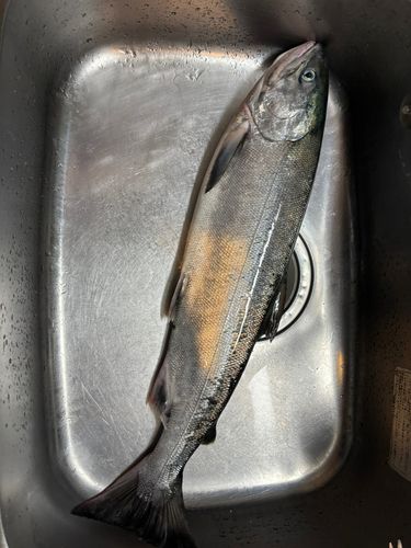 サケの釣果