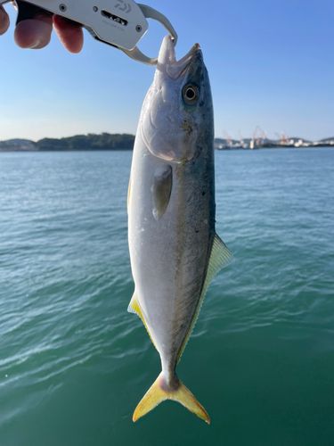 ヤズの釣果