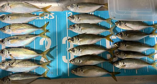 アジの釣果