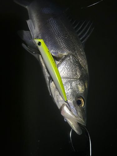 フッコ（マルスズキ）の釣果